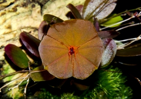 Lepanthes telipogoniflora DMH HCC 77 pts.